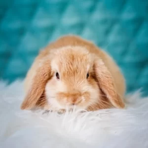 Bunny-Themed Puzzle