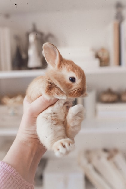 The Ultimate Guide to Bunny Toys