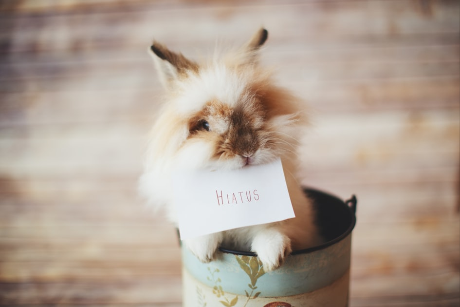 Cute Bunny Gifts for Every Occasion