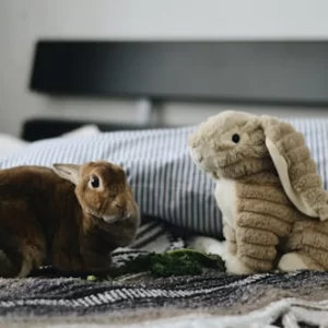 Premium Bunny Plush Toy