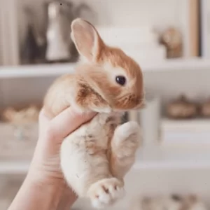 Bunny Chew Toys