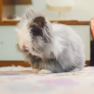 Bunny Feeding Bowl
